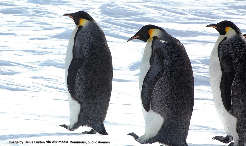 Can Penguins Survive in Warm Weather? Surprising Facts Revealed