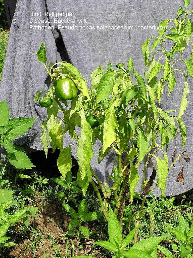 Can Pepper Plants Survive 40 Degree Weather