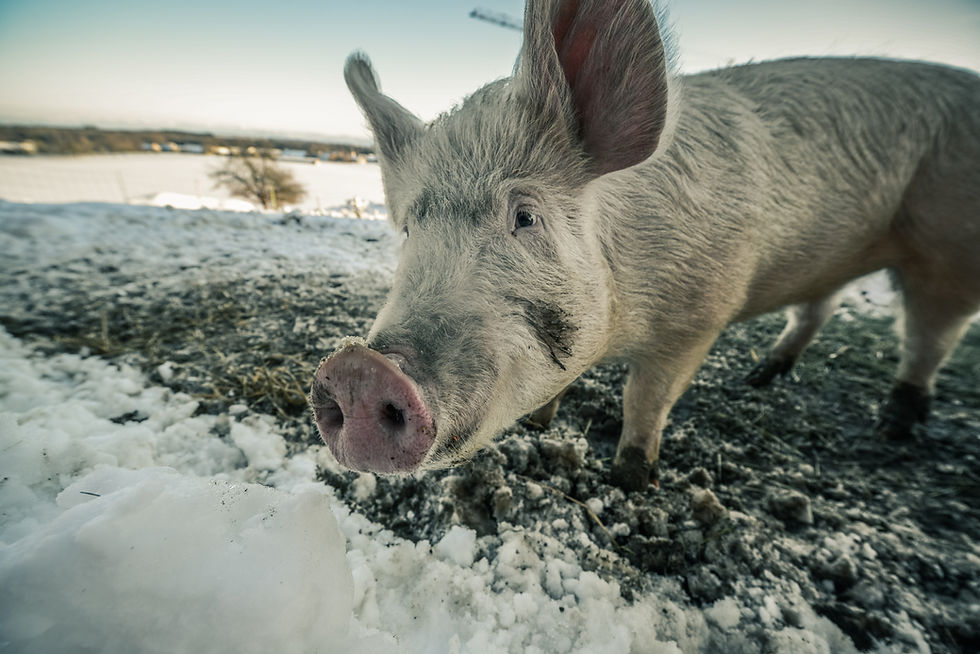 Can Pigs Survive in Cold Weather