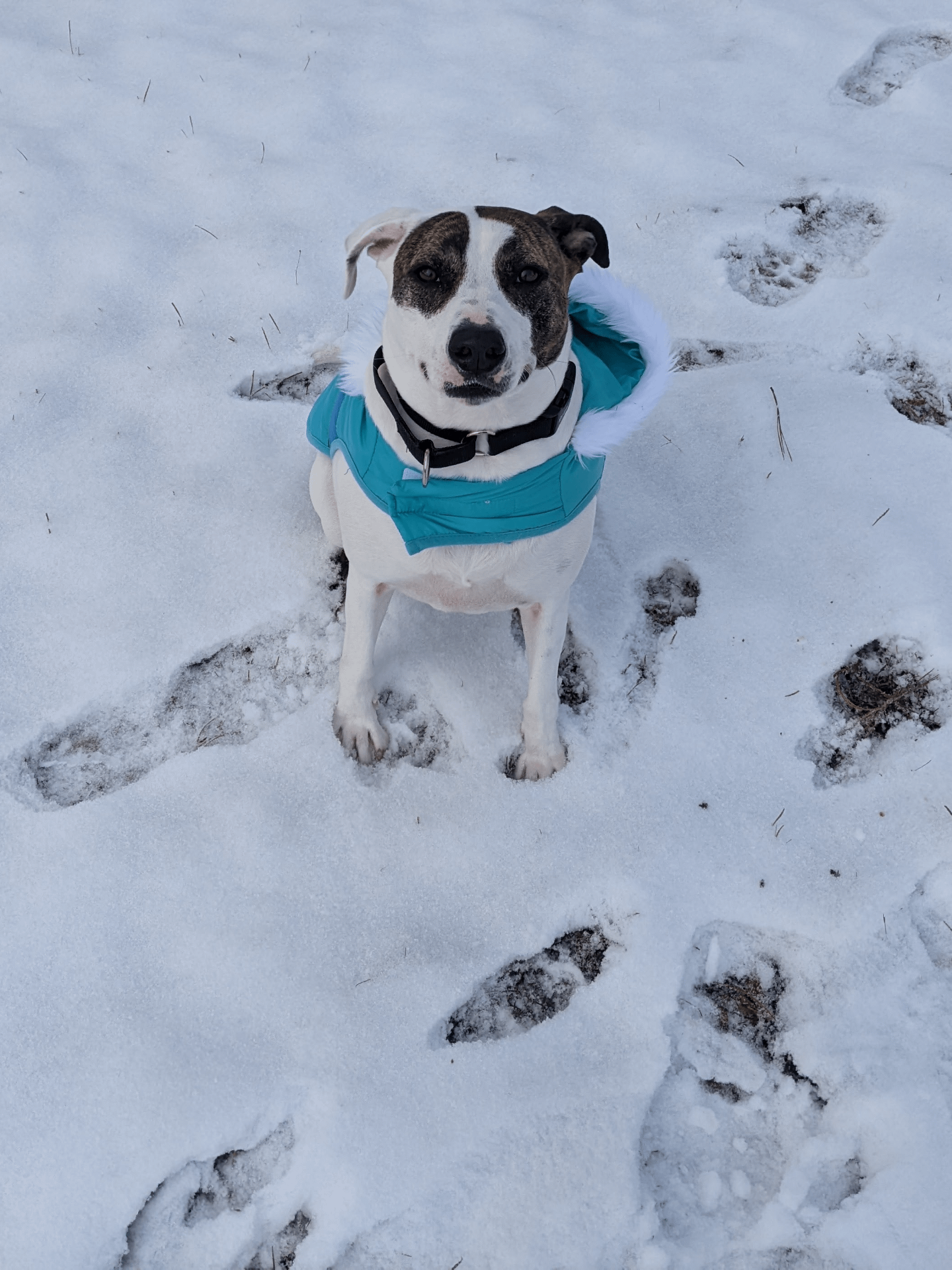 Can Pitbulls Survive in Cold Weather: Essential Survival Tips