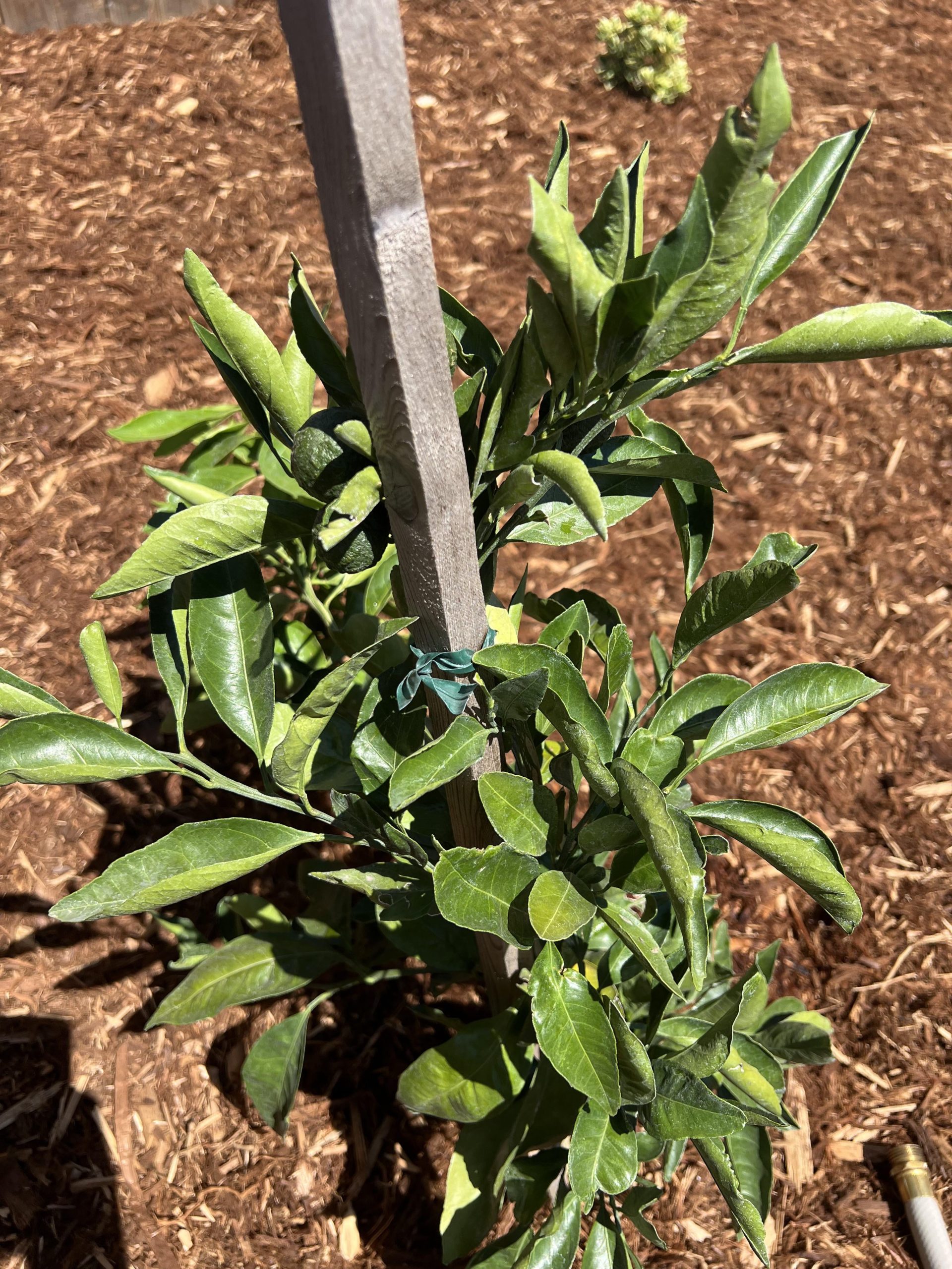 Can Plants Survive Without Water: Shocking Truths Revealed