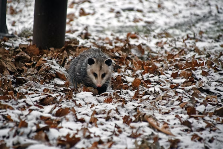 Can Possums Survive Cold Weather: Essential Facts Revealed