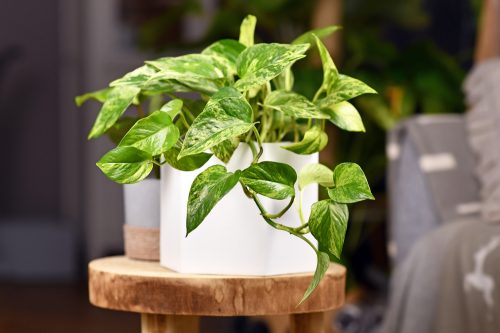 Can Pothos Survive Cold Weather