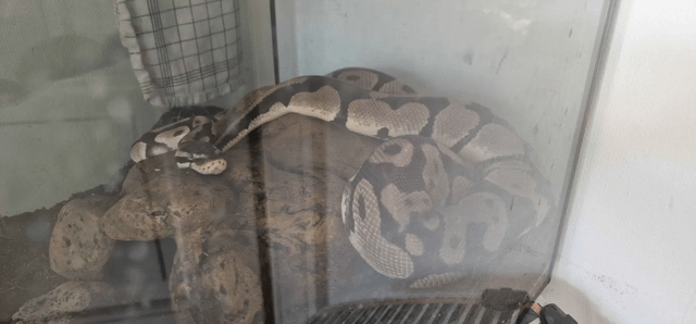 Can Pythons Survive Cold Weather
