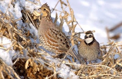 Can Quail Survive Cold Weather