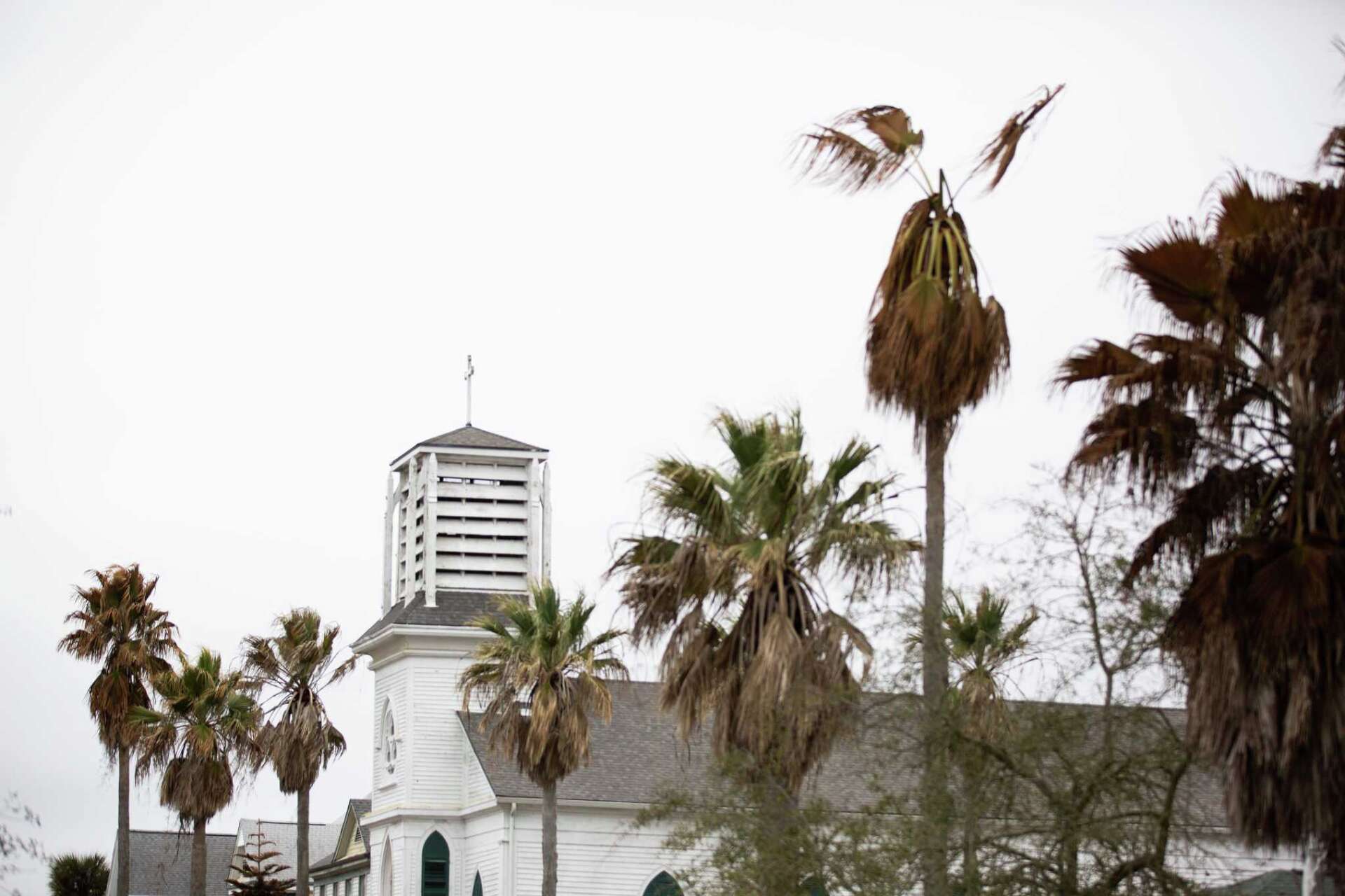 Can Queen Palms Survive Cold Weather