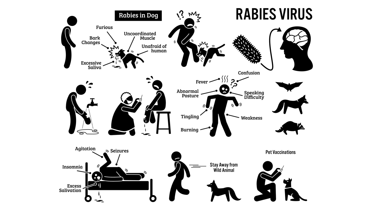 Can Rabies Virus Survive in Clothes Or Fabrics? Explained