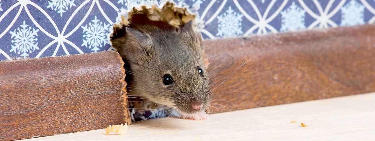 Can Rats Survive in Cold Weather