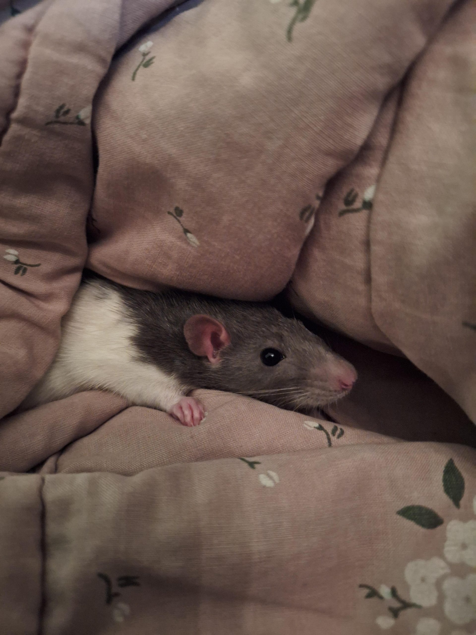 Can Rats Survive in Hot Weather