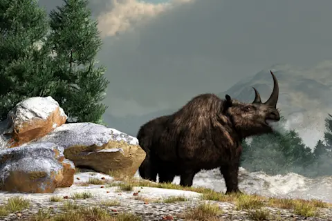 Can Rhinos Survive in Cold Weather: Shocking Truth Revealed