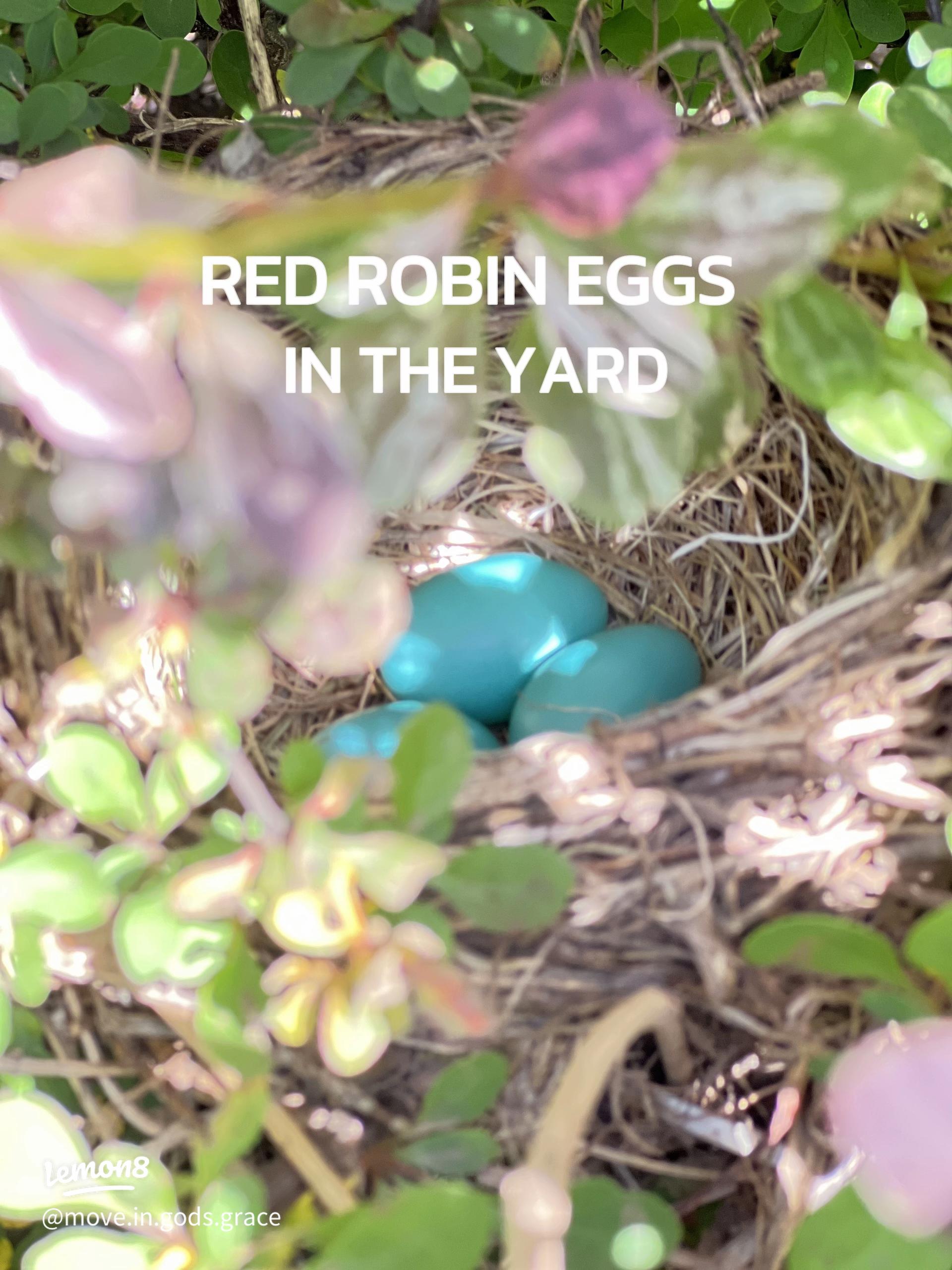 Can Robin Eggs Survive Cold Weather: Essential Survival Facts
