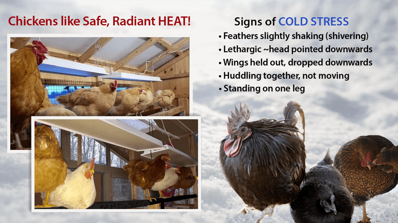 Can Roosters Survive in Cold Weather
