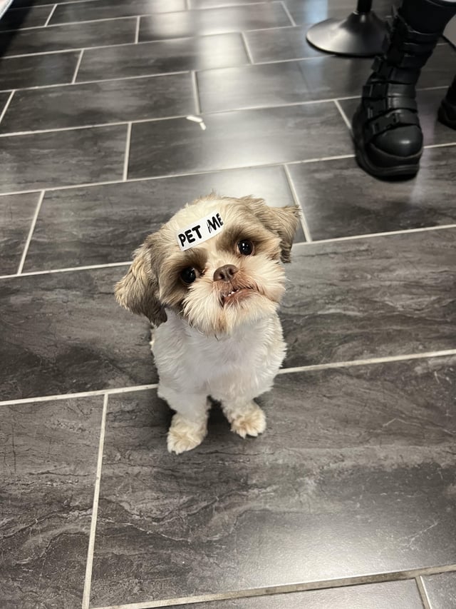 Can Shih Tzu Survive in Cold Weather? Essential Care Tips