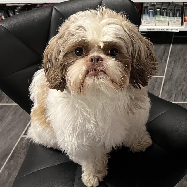 Can Shih Tzu Survive in Hot Weather