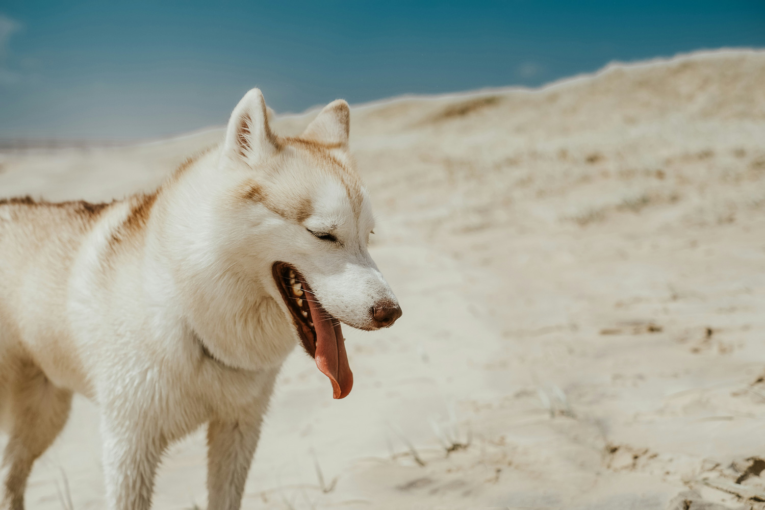 Can Siberian Huskies Survive Hot Weather?: Essential Tips