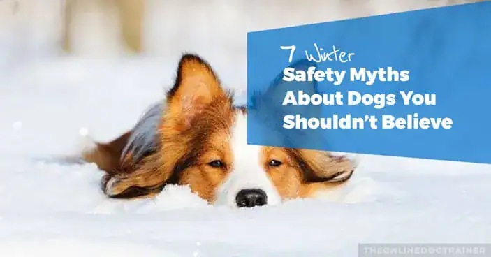 Can Small Dogs Survive Cold Weather