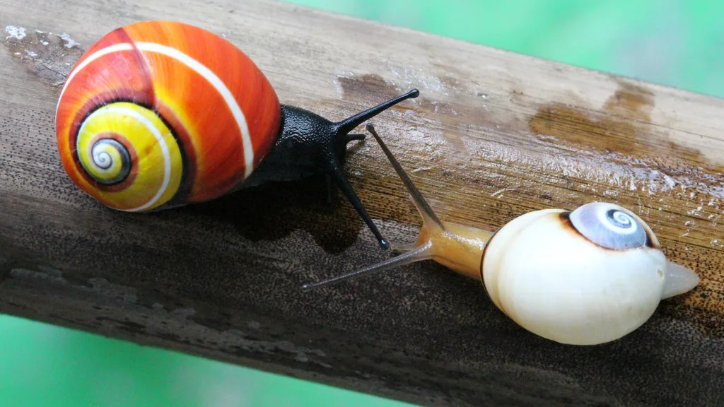 Can Snails Survive in Hot Weather: Shocking Truth Revealed!