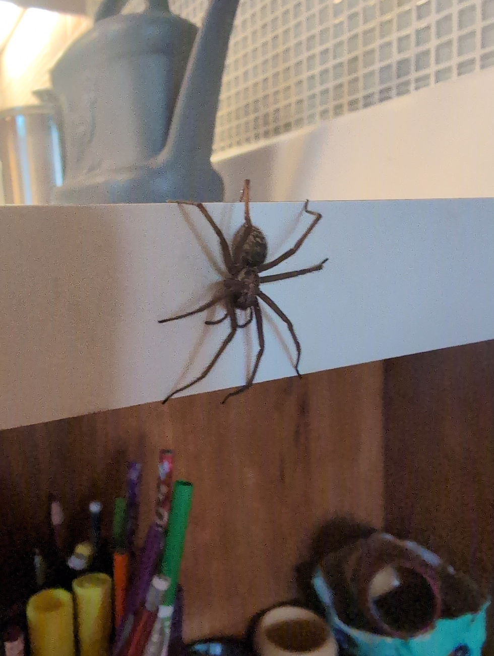Can Spiders Survive Cold Weather