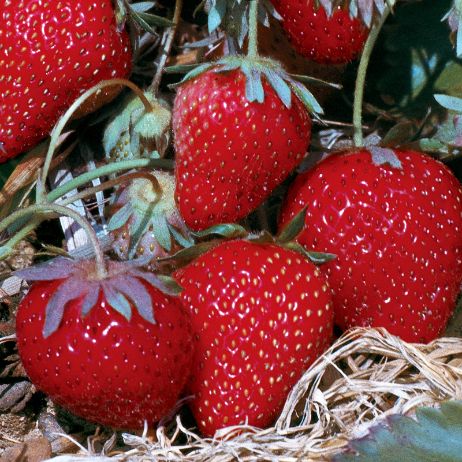 Can Strawberries Survive Cold Weather: Essential Tips for Gardeners