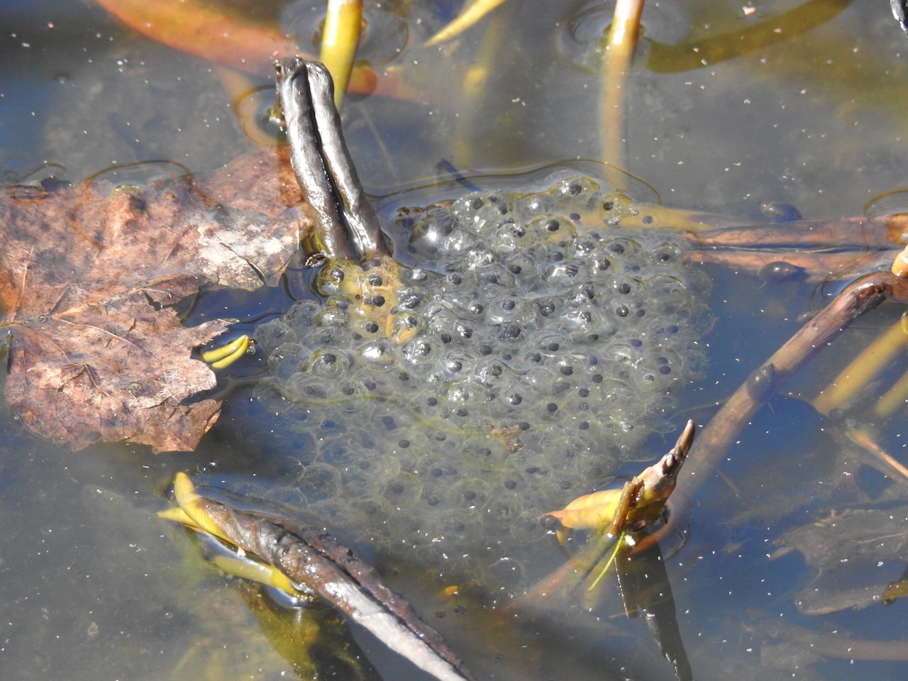 Can Tadpoles Survive Out of Water: Shocking Truth Revealed!