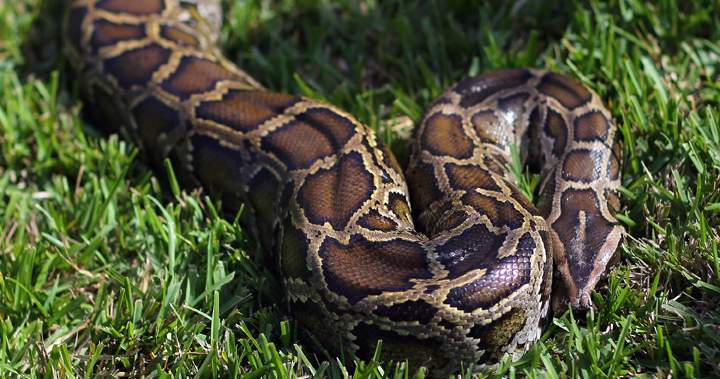 Can the Pythons Survive Cold Weather? Discover Here