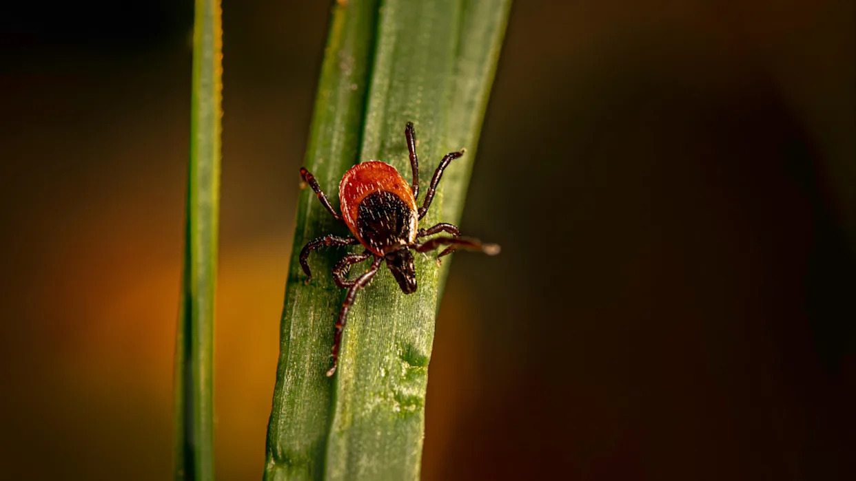 Can Ticks Survive 100 Degree Weather? Shocking Truth Revealed