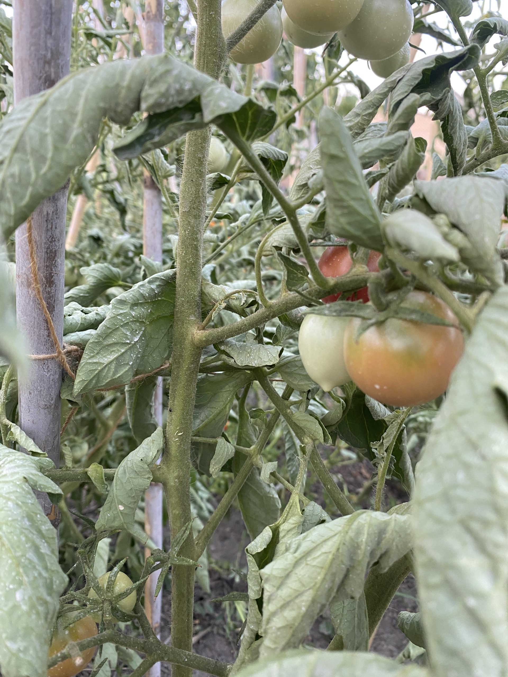 Can Tomato Plants Survive 40 Degree Weather