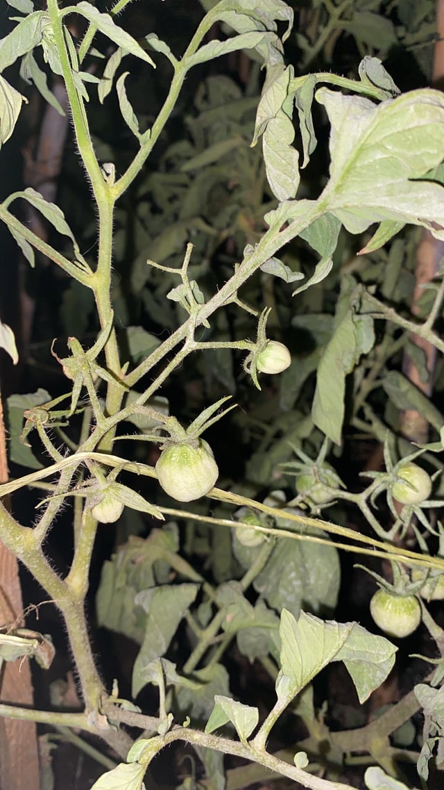Can Tomato Plants Survive 48 Degree Weather? Essential Tips!