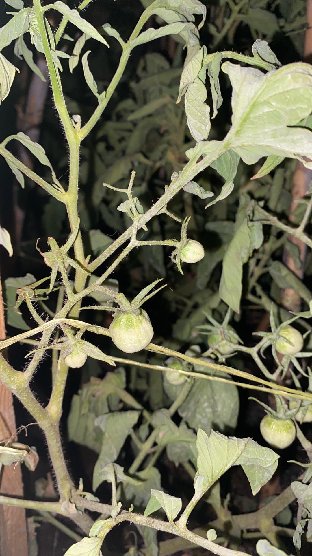 Can Tomato Plants Survive below 40 Degree Weather? Essential Tips