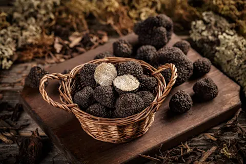 Can Truffles Survive Cold Weather: Essential Facts Revealed