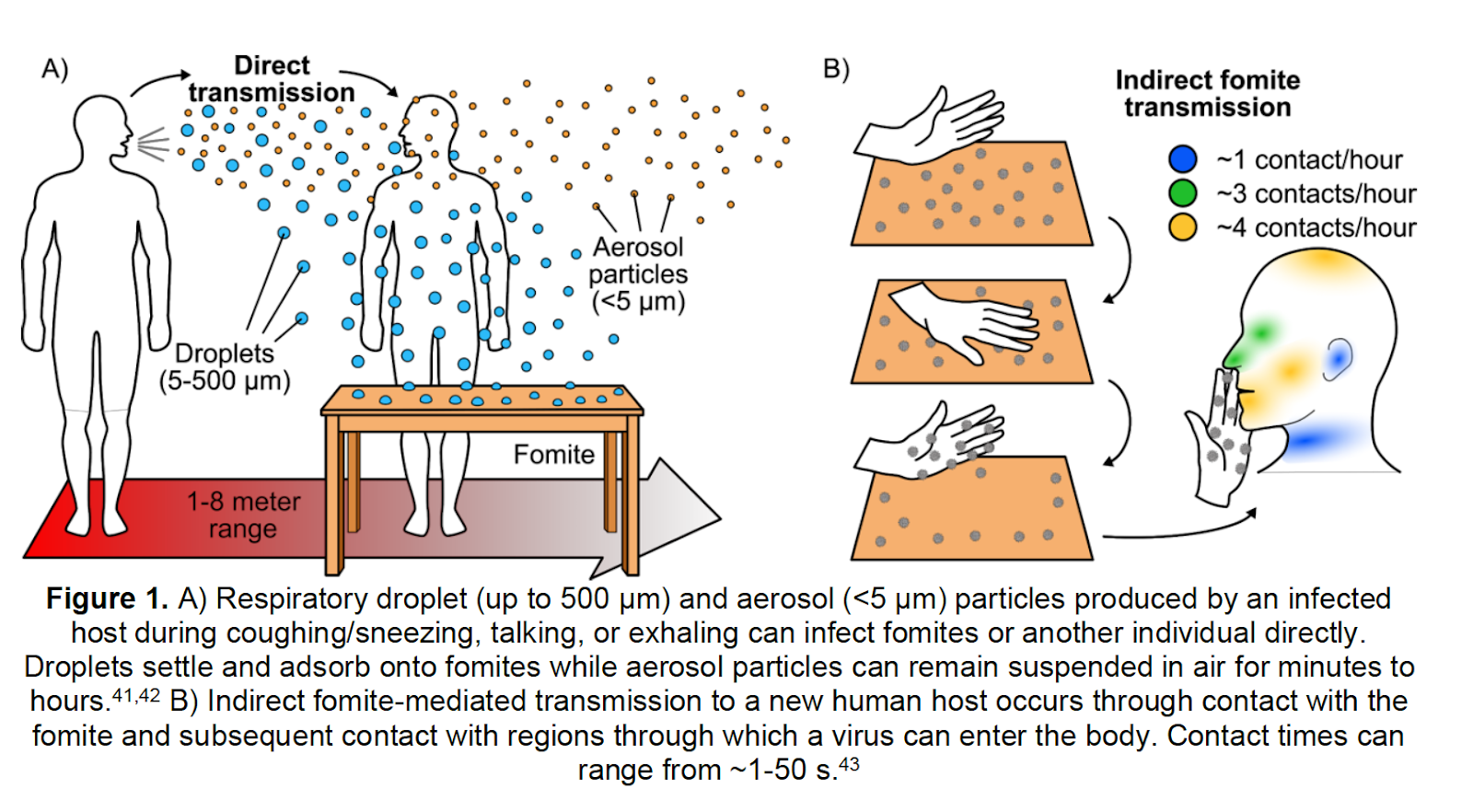 Can Virus Survive in Clothes Or Fabrics: Unveiling Facts
