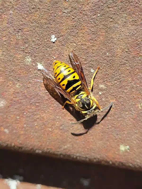 Can Yellow Jackets Survive Cold Weather: Shocking Truth Revealed