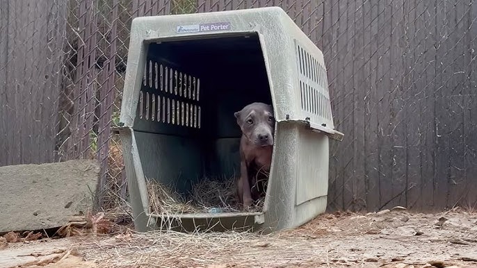 Do Animals Need Shelter to Survive: Essential Facts Revealed