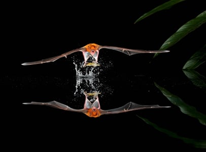 Do Bats Survive in Cold Weather