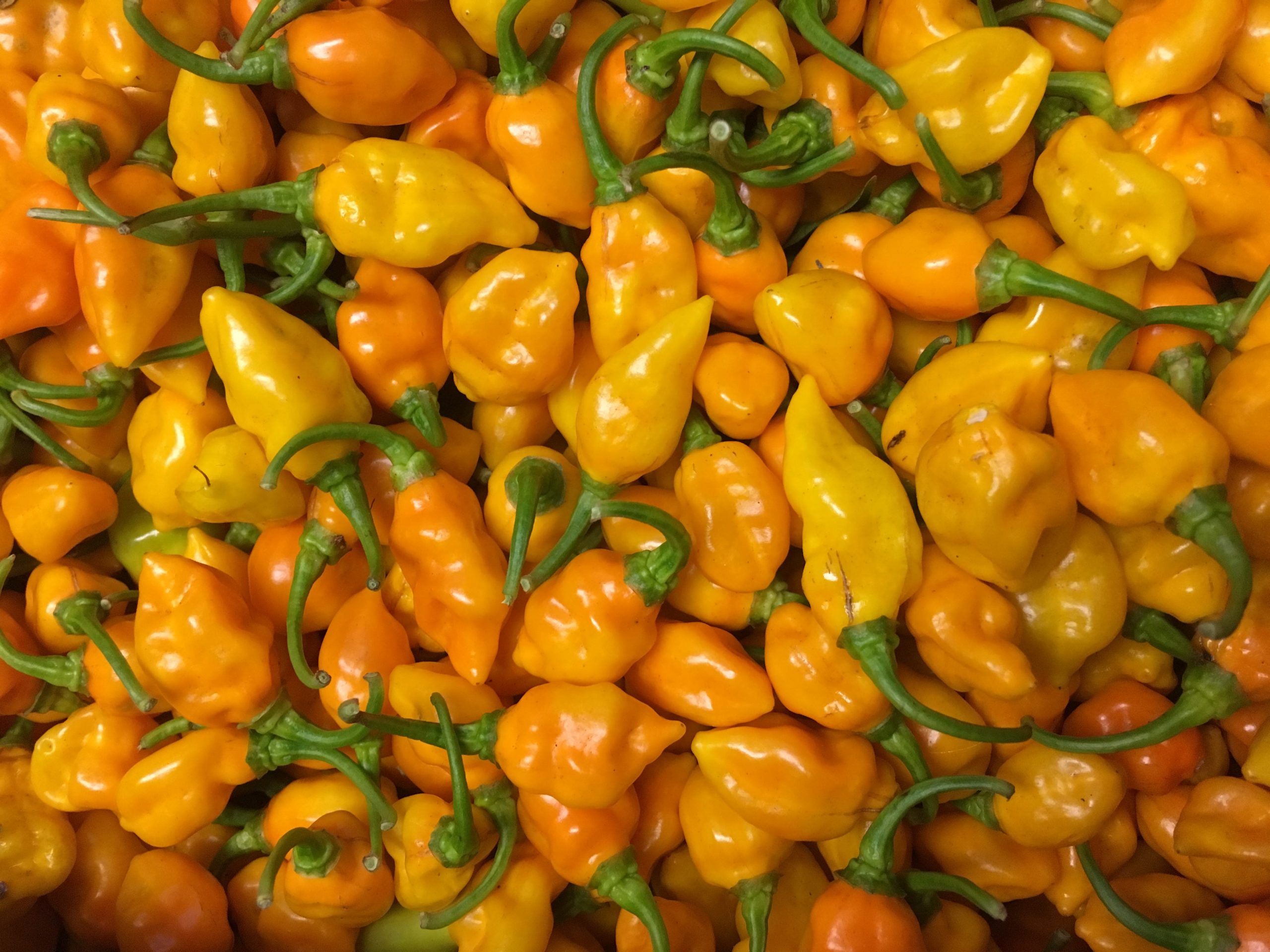 Do Datil Pepper Survive Cold Weather: Essential Survival Tips