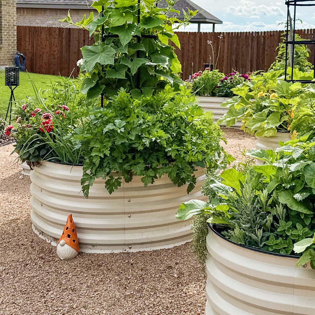 Do Kol Survive in Colder Weather: Essential Tips for Survival