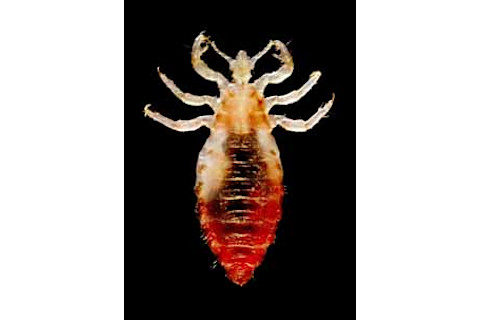 Do Lice Survive on Clothes? Uncover the Truth