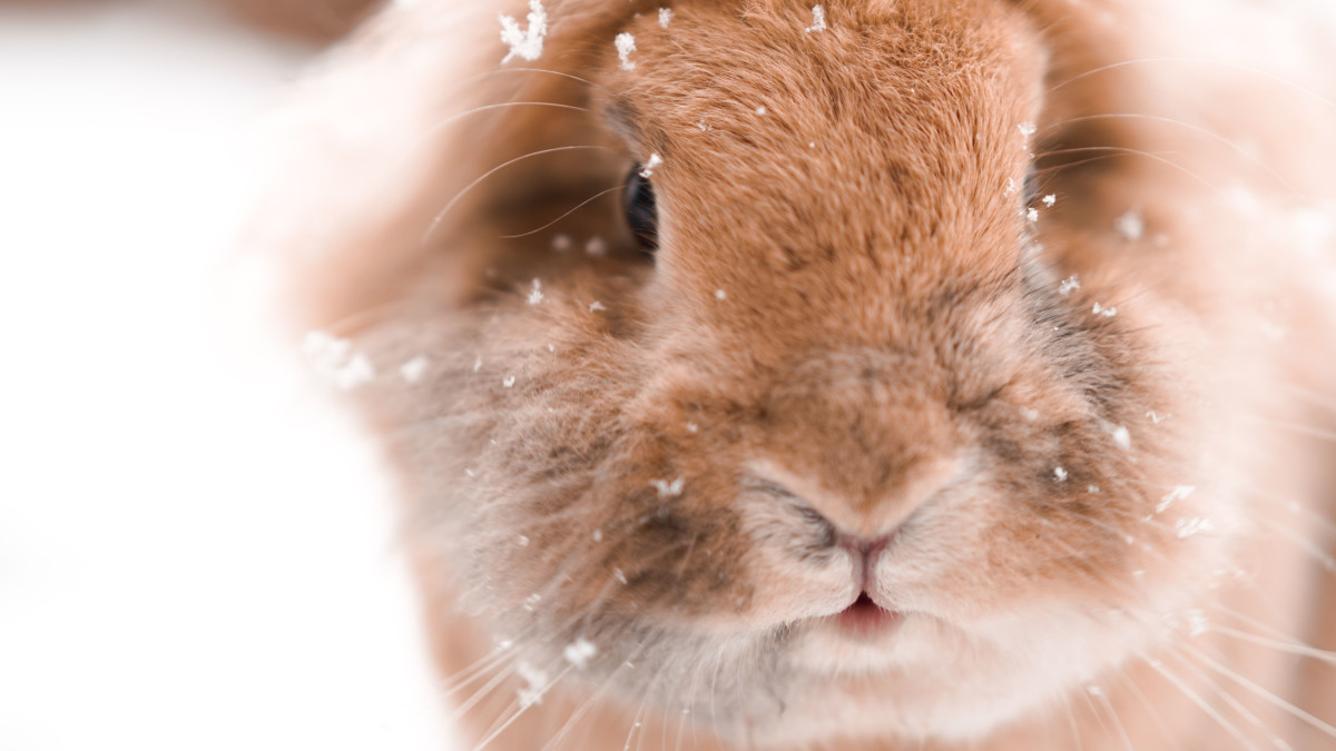 Do Rabbits Survive in Cold Weather