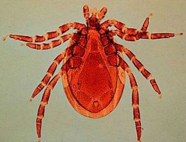 Do Tick Fleas Mites Etc Survive in Cold Weather? Shocking Truths Revealed