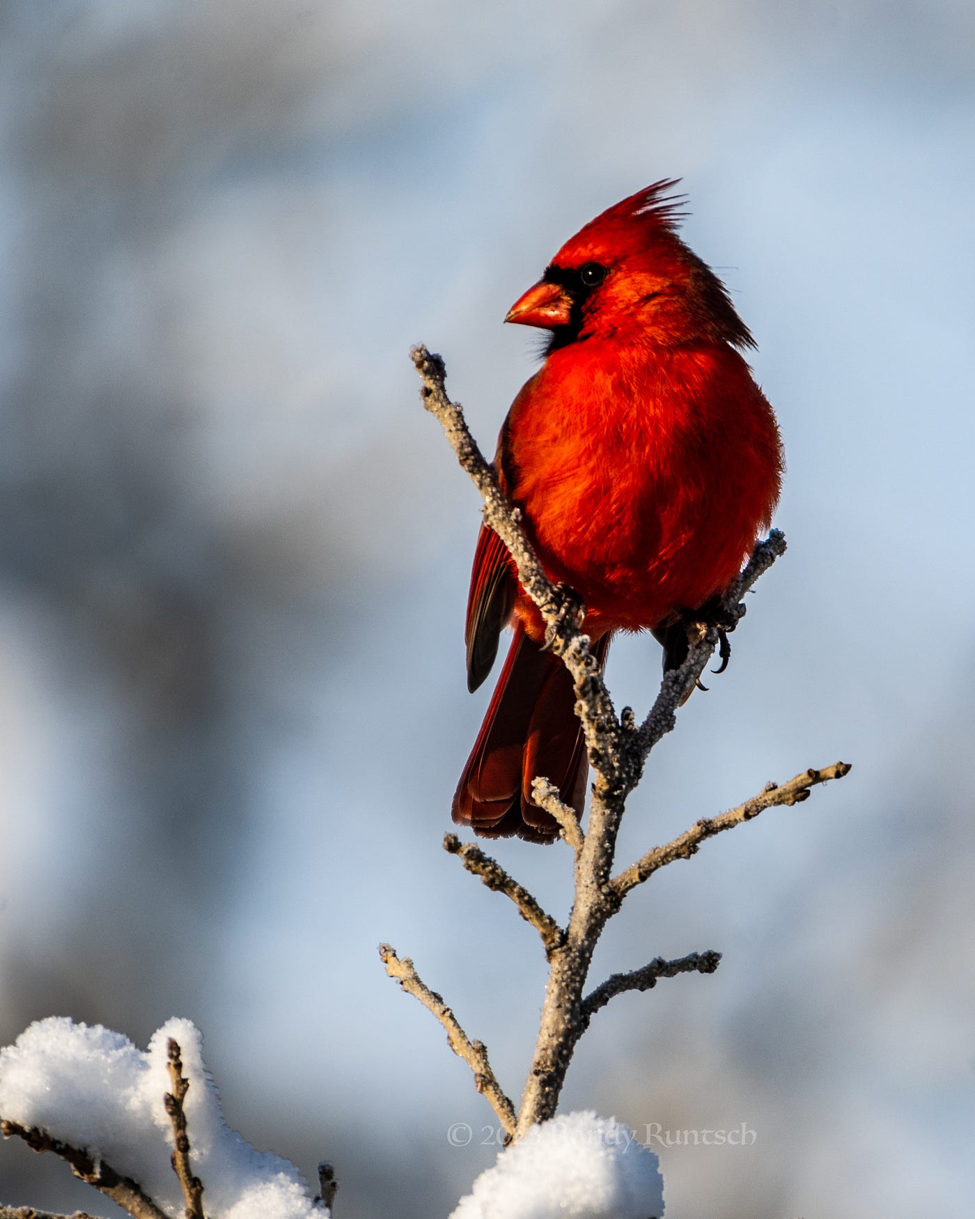 How are Cardinals Adapted to Survive Cold Weather: Essential Traits