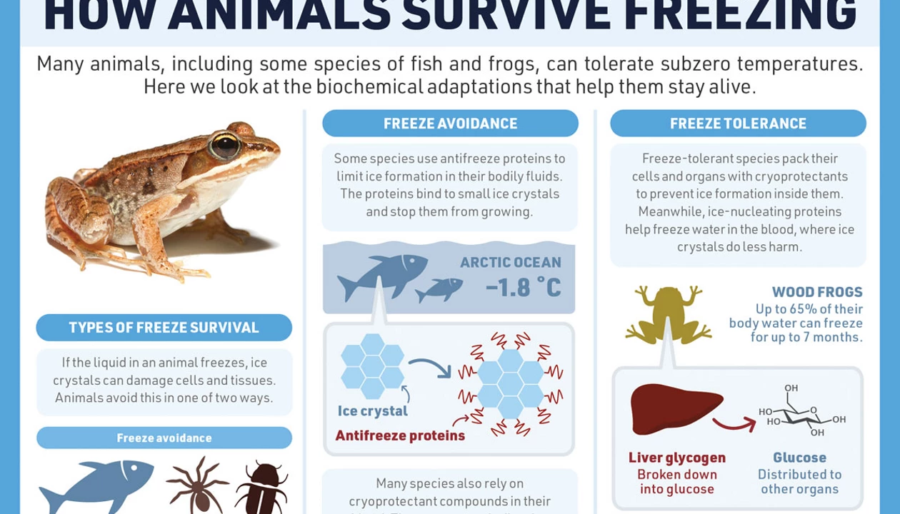 How Do Animals Survive in Extreme Cold Weather: Incredible Adaptations
