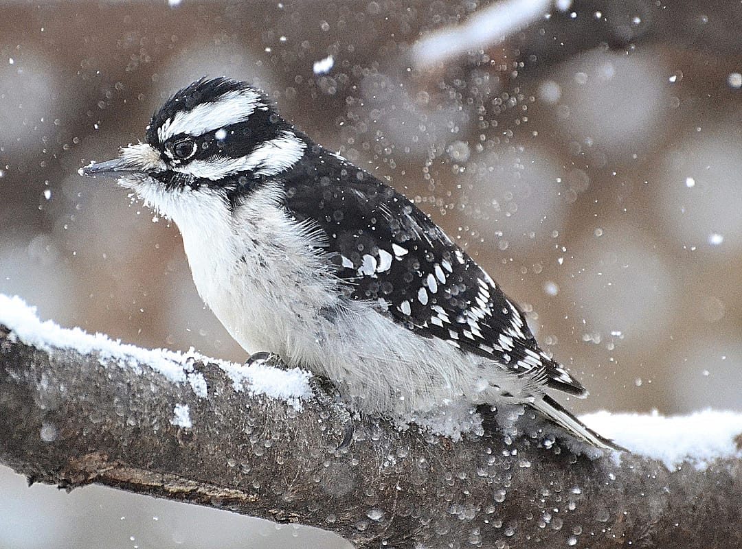 How Do Birds Survive in the Cold Weather: Amazing Adaptations Revealed