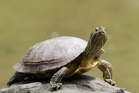 How Do Box Turtles Survive Cold Weather: Amazing Survival Secrets Revealed