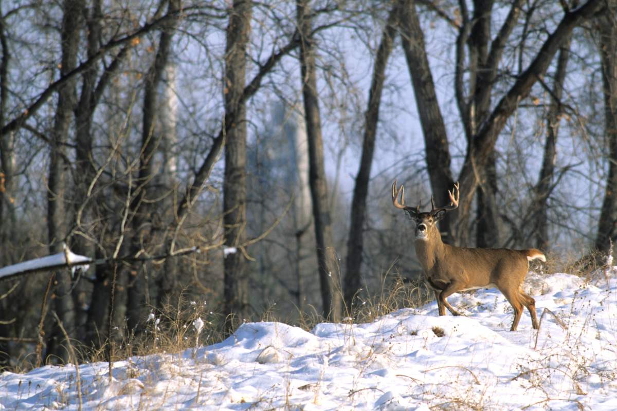 How Do Deer Survive the Cold Weather: Amazing Adaptations Explained