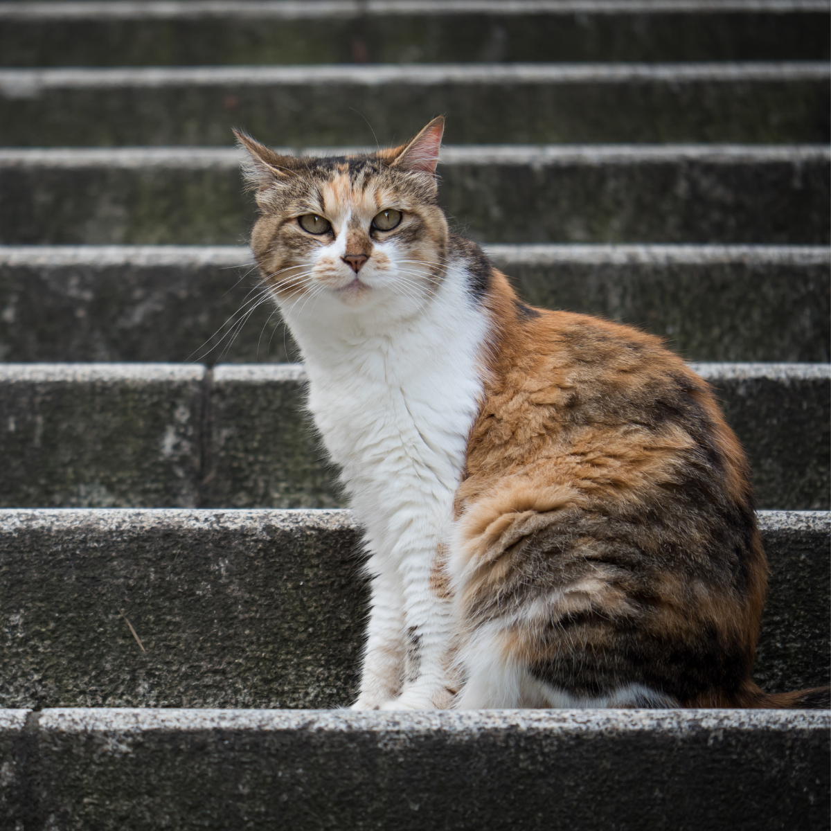 How Do Feral Cats Survive Cold Weather