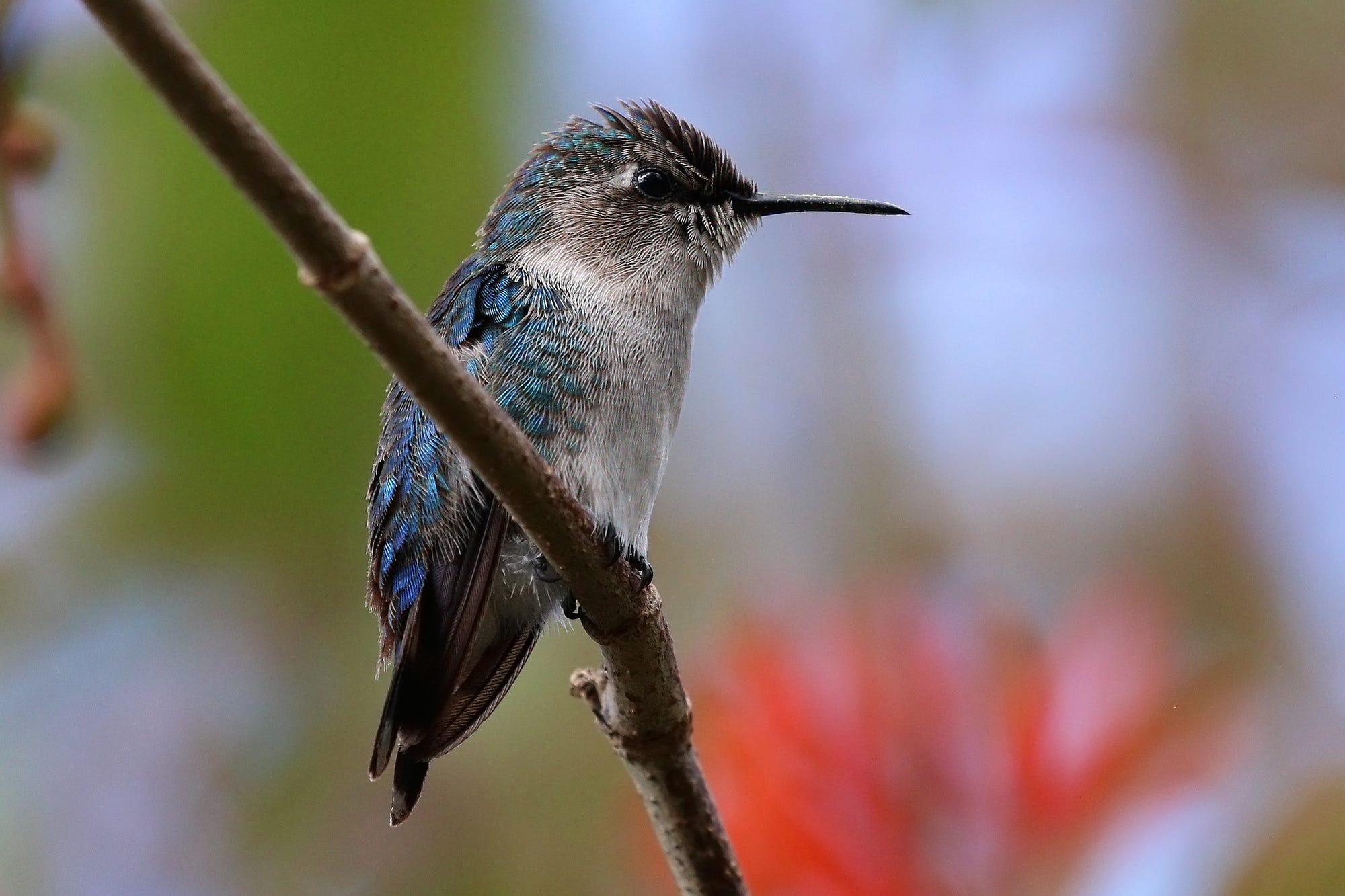 How Do Hummingbirds Survive Cold Weather: Secrets Revealed