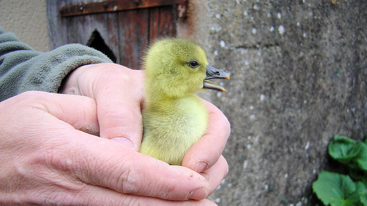 How Do Newborn Gooslings Survive Cold Weather