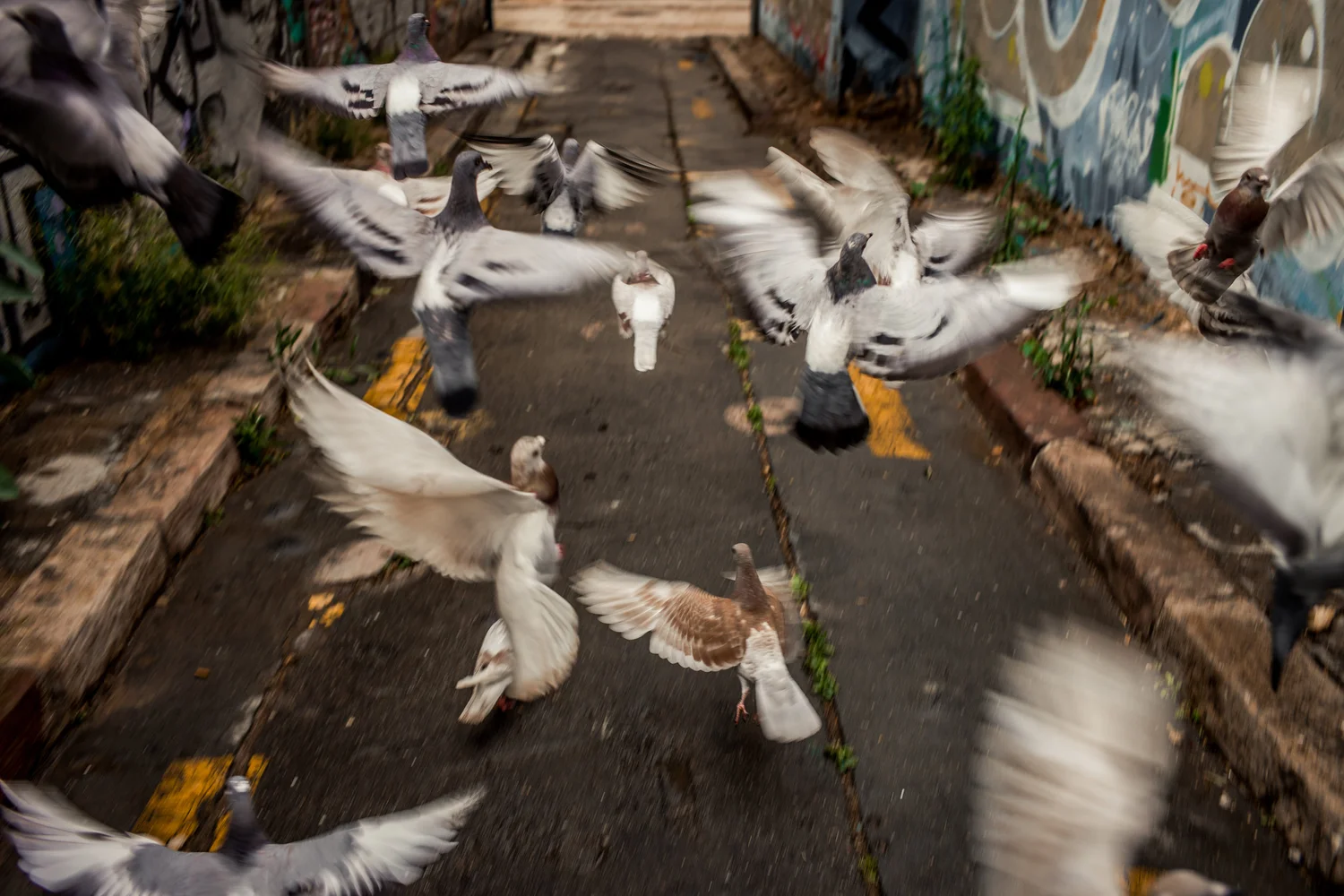 How Do Pigeons Survive in Cold Weather: Expert Survival Secrets