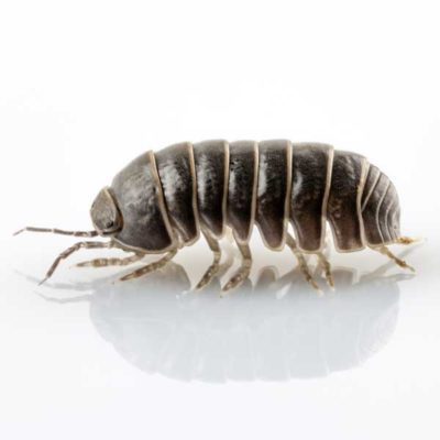 How Do Pillbugs Survive Cold Weather: Surprising Survival Secrets Revealed