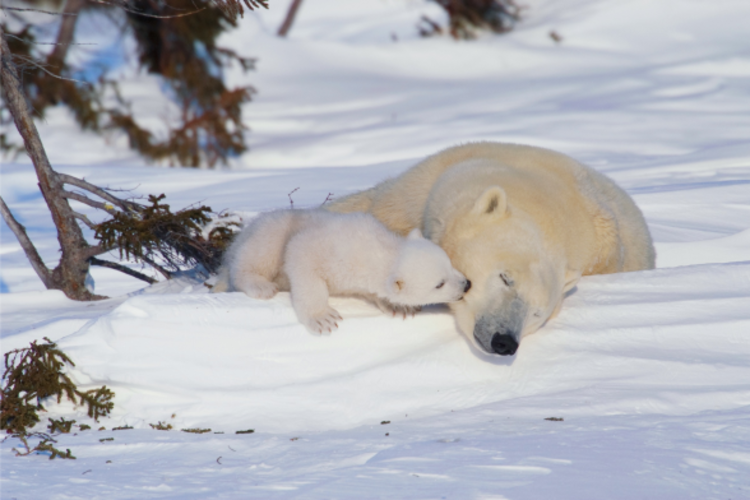 How Do Polar Bears Survive in Cold Weather